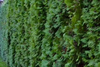 Come innaffiare correttamente thuja in novembre? Ecco che ora fare in modo che non ci sia nessun fungo