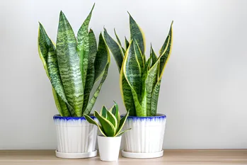 Cura e propagazione della Sansevieria: ecco come fare