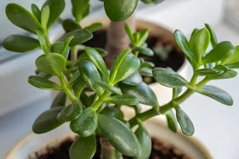 Perché una donna grassa ha foglie gialle? Questi 3 rimedi disponibili farà crescere l'albero dei soldi e crescere verde