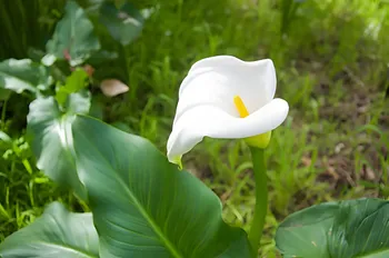 Pianta cucchiaio: consigli per una fioritura radiosa