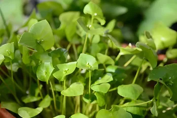 Semina, coltivazione e preparazione della portulaca invernale: come fare